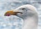 Herring Gull head.