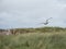 Herring gull hovers along the UK coast
