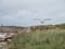 Herring gull hovers along the UK coast