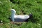 Herring gull on Ile aux Moines in Brittany