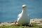 Herring gull on Ile aux Moines in Brittany