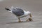A herring gull inspects its catch on the beach