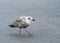 Herring Gull Juvenile Begging for Food