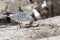 Herring gull killing a Guillemot chick