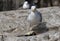 Herring gull killing a Guillemot chick