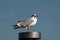 Herring Gull Larus argentatus