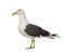 Herring Gull - Larus argentatus (3 years)