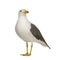 Herring Gull - Larus argentatus (3 years)