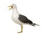 Herring Gull - Larus argentatus (3 years)