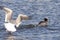 The Herring Gull Larus argentatus chasing the Common merganser  Mergus merganser with caught fish