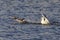 The Herring Gull Larus argentatus chasing the Common merganser  Mergus merganser with caught fish