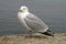 Herring Gull (Larus argentatus) from England