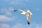 Herring gull, Larus argentatus, in flight having gathered a shell from the beach. Magdalen Islands, Canada. Soft summer sky