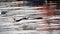 Herring Gull, larus argentatus,  Immature in Flight, taking off from Water, Normandy, Slow motion