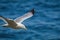 Herring Gull & x28;Larus Argentatus& x29; soaring over the ocean