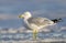 Herring Gull, Larus delawarensis argentatus