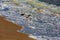 Herring Gull Larus smithsonianus catching a herring during the spring herring run