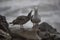 Herring Gull Offspring Nagging Adult for Food