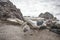 Herring Gull Offspring receives Food from Adult