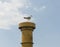 Herring gull perched on ships funnel