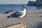 Herring gull perched on a wooden fence