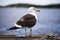 Herring gull on a pier