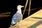 Herring gull on a pier in a seaport