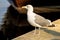 Herring gull on a pier in a seaport