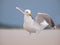 Herring gull raising it\'s wings