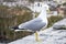 Herring gull in Rome