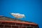 Herring gull on a roof at the Baltic sea in Poland