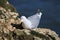 Herring gull sat nesting on a cliffs edge