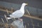 Herring gull seagull standing on perch above a harbour road. There is some wild grass around the bird