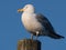 Herring Gull sitting on Wooden Piling