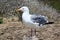 Herring Gull Standing on Post