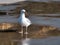 Herring Gull Standing In A Puddle