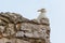 Herring Gull on Stone Wall