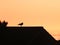 Herring Gull stood on a roof