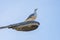 Herring gull on a street lantern