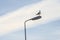 Herring gull on a street lantern