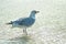 Herring gull taking a bath in the Baltic sea