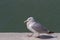 Herring Gull walking along a concrete pier