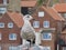 Herring gull in Whitby