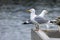 Herring gulls