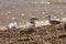 Herring gulls at Aldeburgh