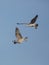 Herring Gulls in flight