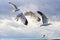 Herring gulls flying in a cloudy sky