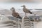 Herring gulls on folded chairs on the beach in Varna.