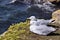 Herring gulls lying on grass