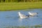 Herring Gulls in Marsh Drinking Water